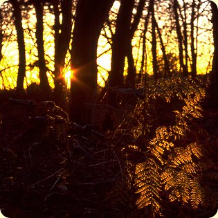 Fern lit by the Autumn sunset